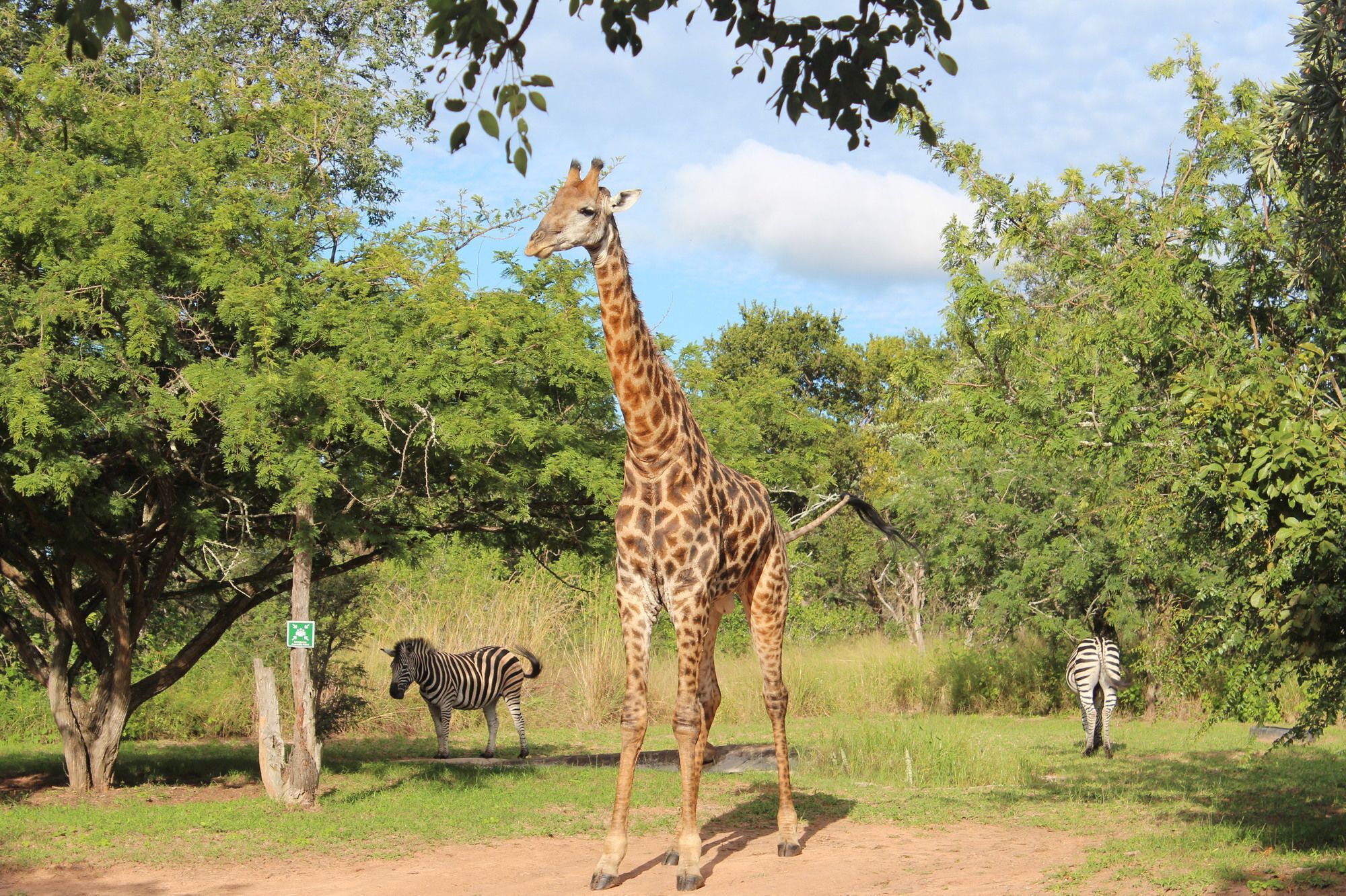 Thornhill Safari Lodge Hoedspruit Esterno foto